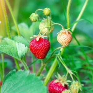 Strawberry in the garden