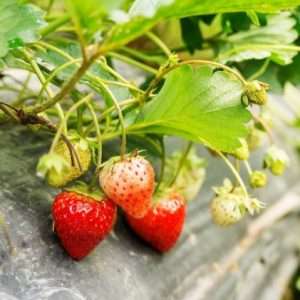 Strawberry plant in an orchard.