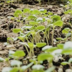 Young basil plants