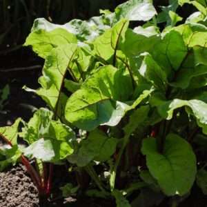 Young beetroot in the garden