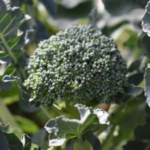Young Broccoli growing