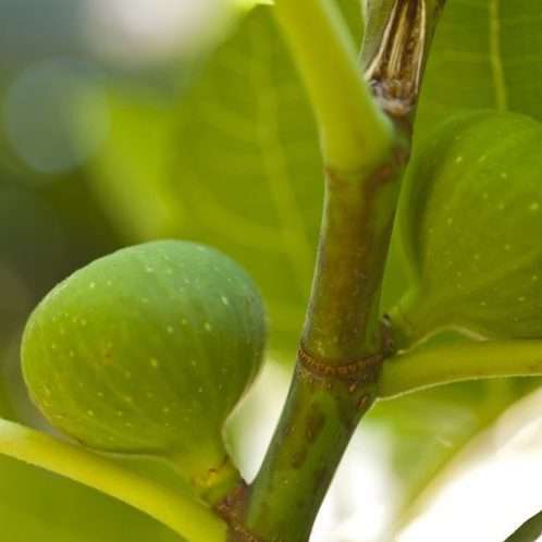 Young Figs