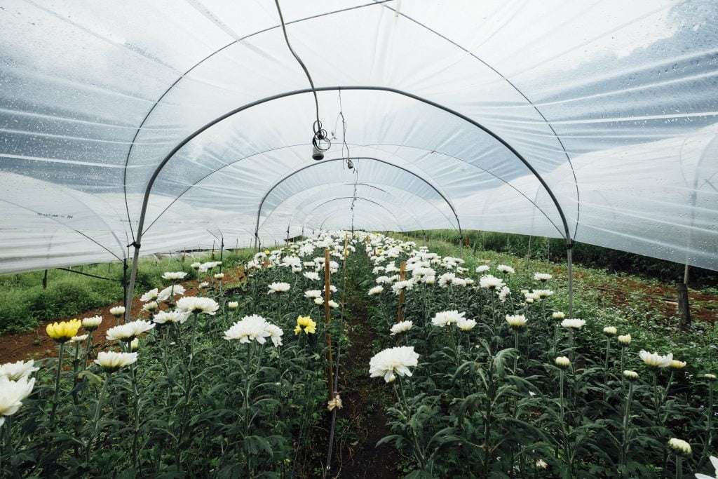 Flowers inside a polytunnel
