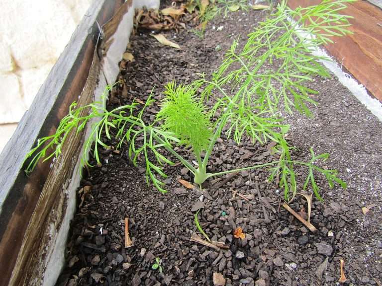 New_Fennel_plant_(Foeniculum_vulgare),_Albufeira