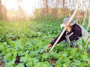 Farmer harvesting natural garden vegetables