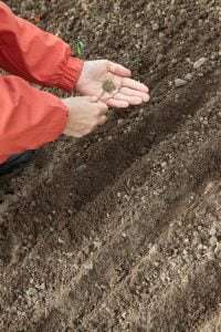 sowing carrot seeds in soil