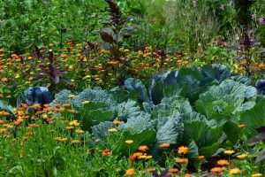 Companion Planting - Grouping Vegetables