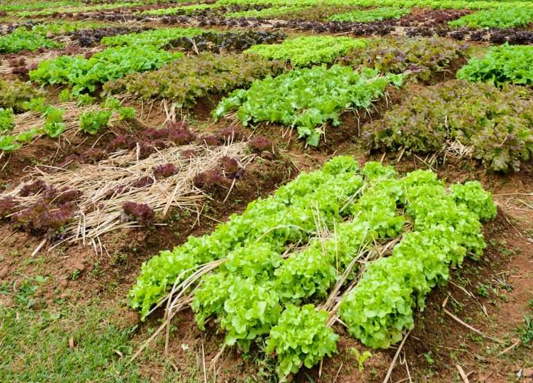 Vegetable garden plot allotment