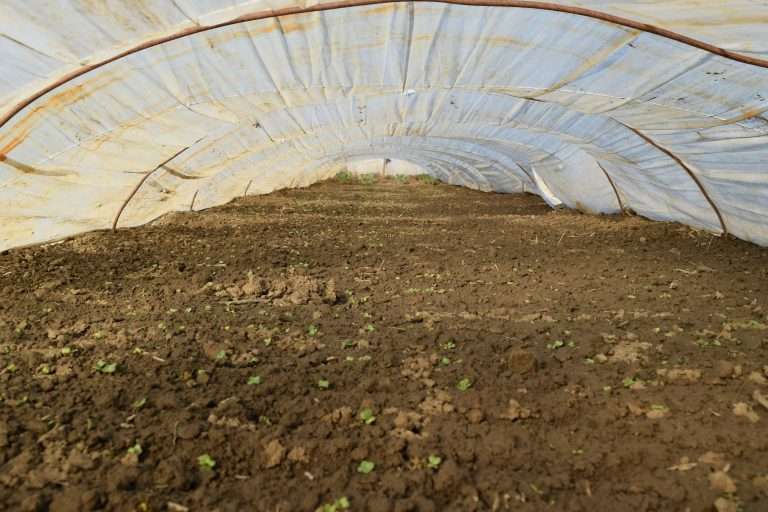 Polytunnel Growing For Beginners 4 inside a long polytunnel e1567283142481