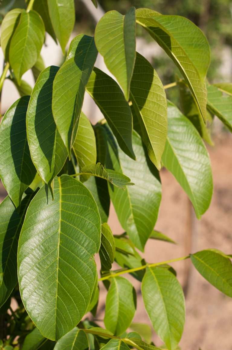 Apple tree leaves