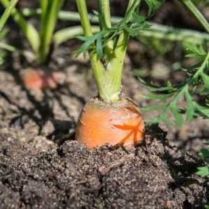 carrots grown in ground