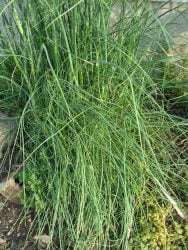 chives growing in the ground