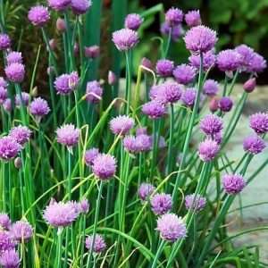 Chives with flowers