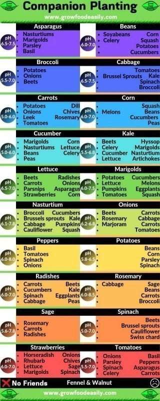 Broccoli Companion Planting Chart