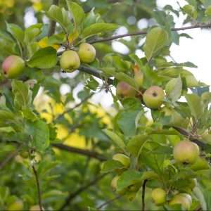 Green unripe apples