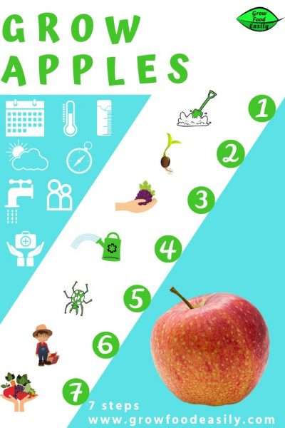 How to grow apples