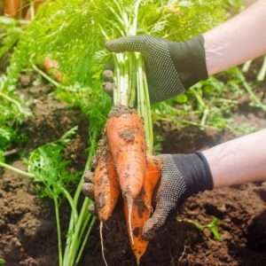 Large carrots harvested
