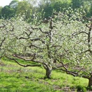 Spring Apple Orchard