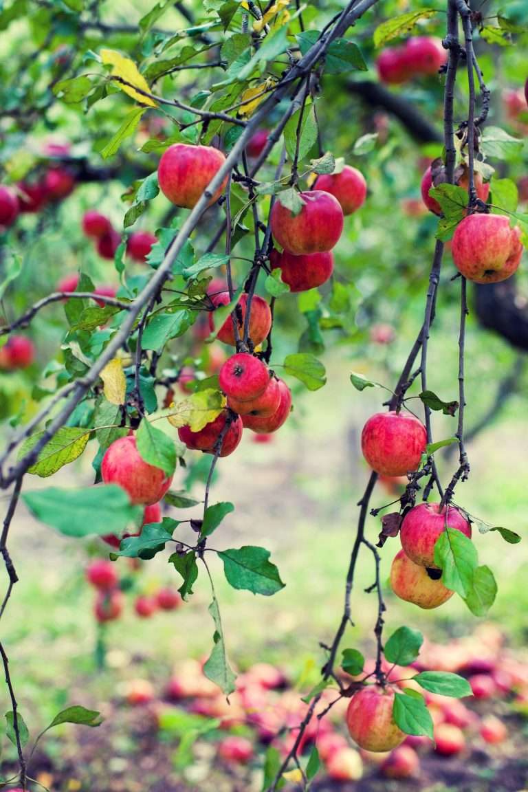 Red apples on a tree