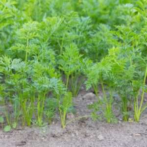 Young carrots growing in yard