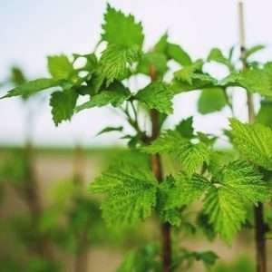 Young raspberry plant