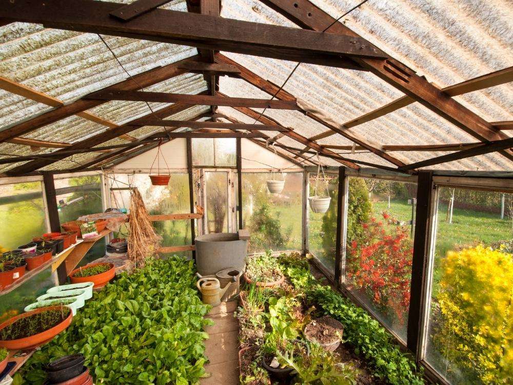 what vegetables can you grow year round in a greenhouse