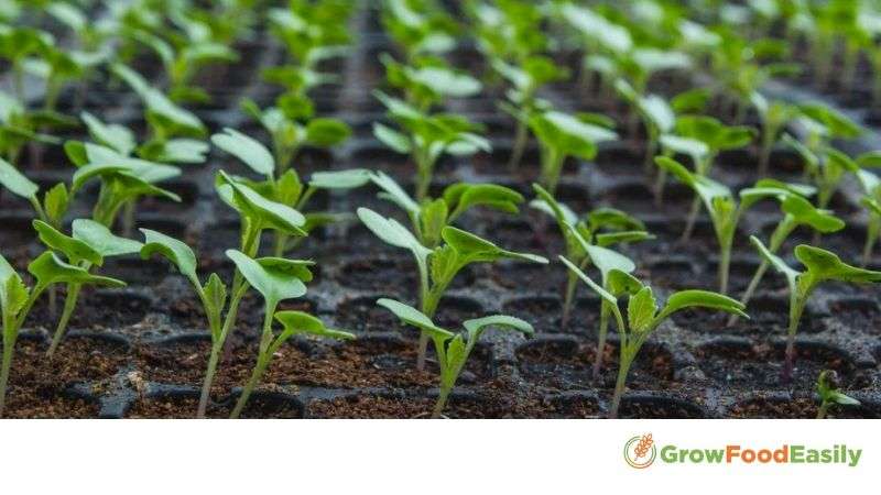 cauliflower seedlings